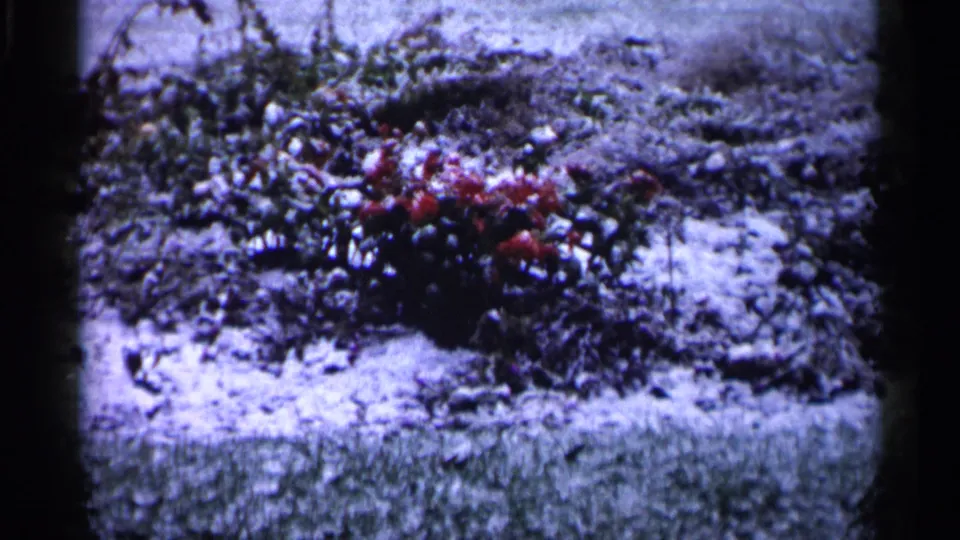 A red flower cluster sits among snow and low plants in the final 1961 Minnesota 8mm frame.