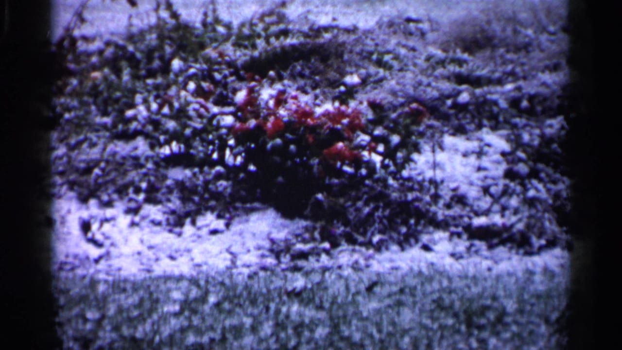 1961 Minnesota home-movie frame showing green grass, a planted bed with red flowers, shrubs, and heavy film grain.