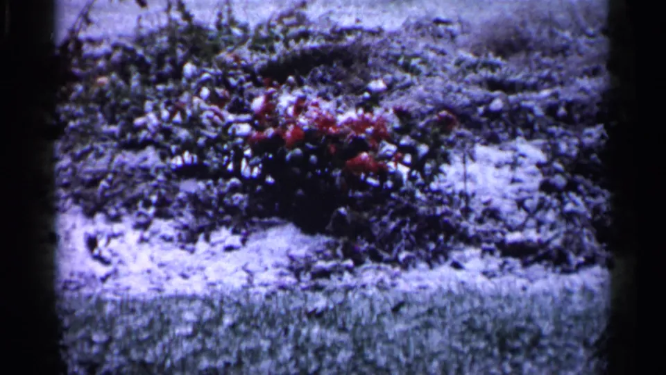 1961 Minnesota home-movie frame showing green grass, a planted bed with red flowers, shrubs, and heavy film grain.