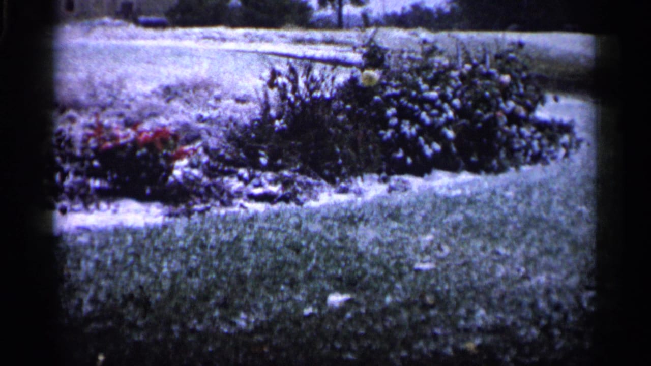 1961 Minnesota yard scene with a low garden bed, red blooms, shrubs, grass, and a bright paved edge in 8mm color.