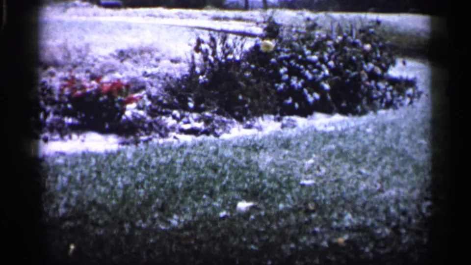 1961 Minnesota home-movie still of a suburban garden bed, showing grass, red flowers, shrubs, and soft faded film color.