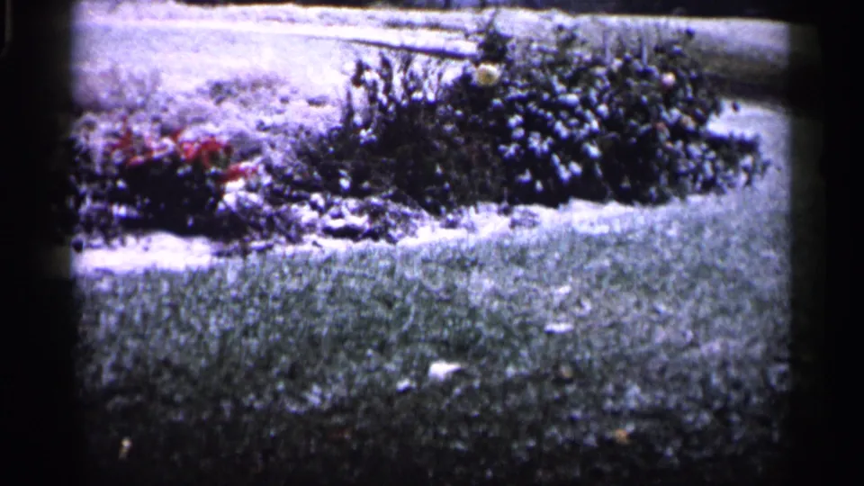 1961 Minnesota 8mm frame showing a lawn, bordered flowerbed, red blooms, shrubs, and visible home-movie film texture.