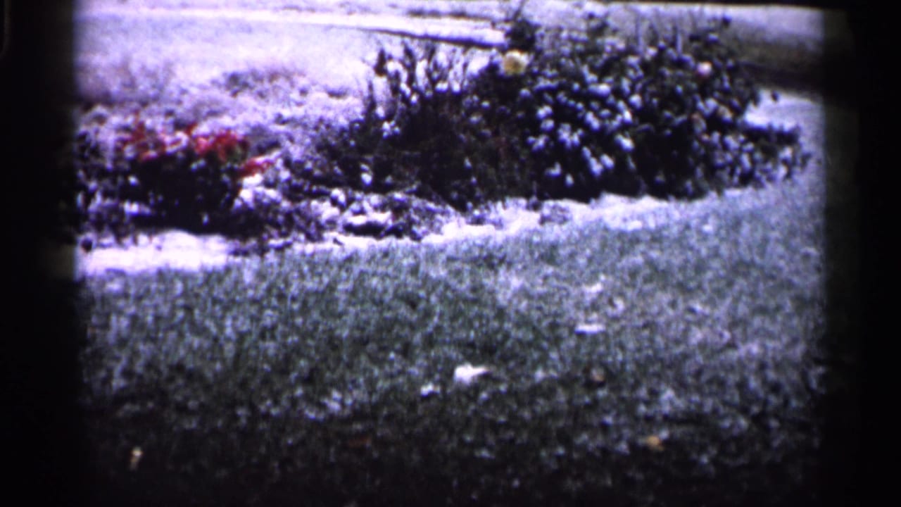 1961 Minnesota 8mm frame showing a snowy yard with low bushes, red flowers, and soft faded color.