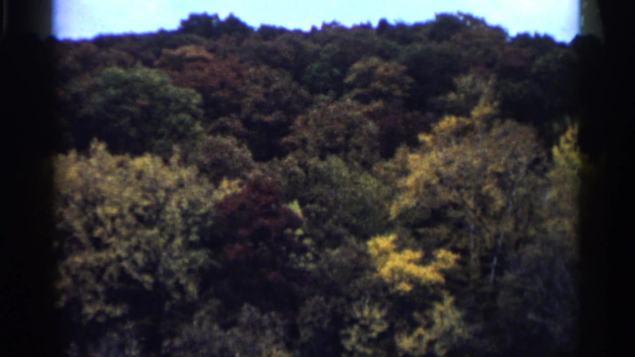 1961 Minnesota home-movie view of dense fall-colored treetops with soft focus and dark framing at the sides.