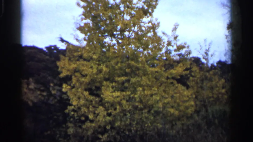 1961 Minnesota 8mm frame with a yellow autumn tree in the foreground and darker woods behind it.