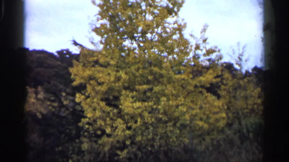 1961 Minnesota home-movie frame showing a yellow-leaved tree before a wooded autumn hillside.