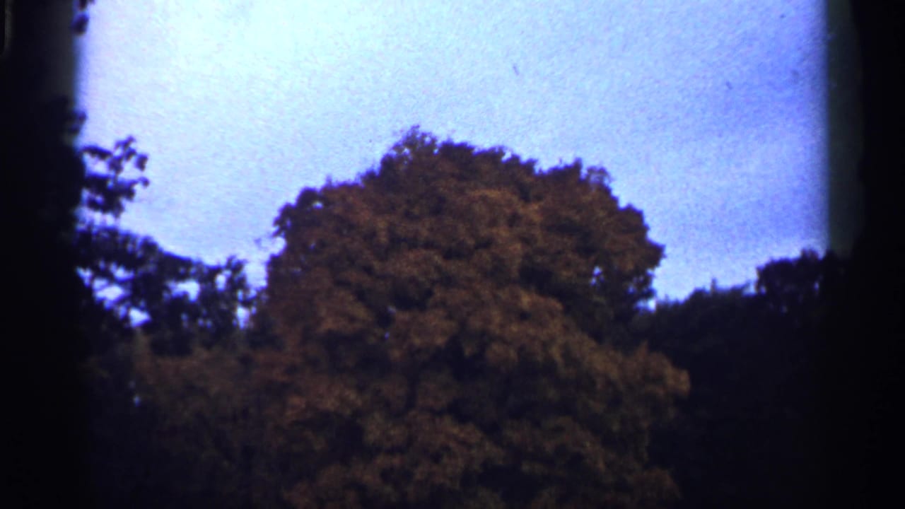 Large autumn tree canopy against a pale blue sky.