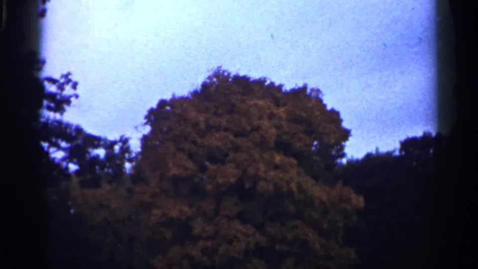 1961 Minnesota 8mm frame of a dense autumn tree canopy under a pale blue sky.