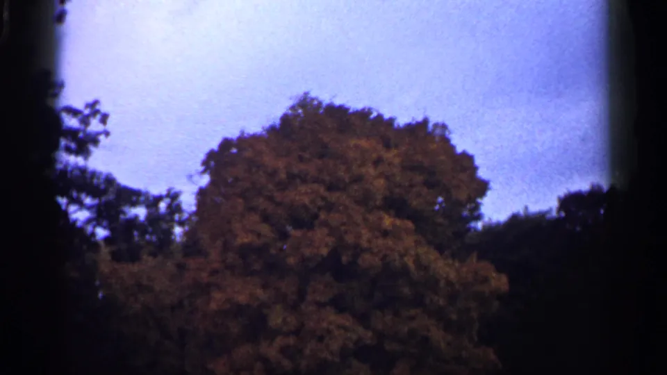 1961 Minnesota 8mm frame of a rounded autumn tree canopy with pale sky and dark gate shadows.