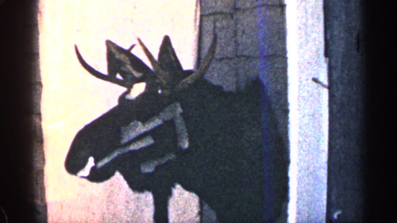 Mounted moose head with antlers on a dim interior wall.