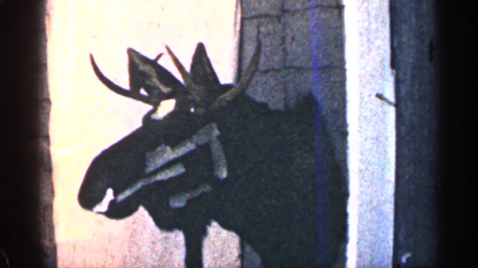 1963 Colorado 8mm frame showing a mounted moose head trophy in a shadowed interior with faded color and film scratches.