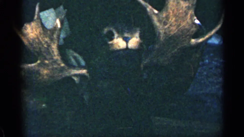 Dim 1963 Colorado home-movie view of the taxidermy moose mount, with antlers and facial details partly obscured by exposure.