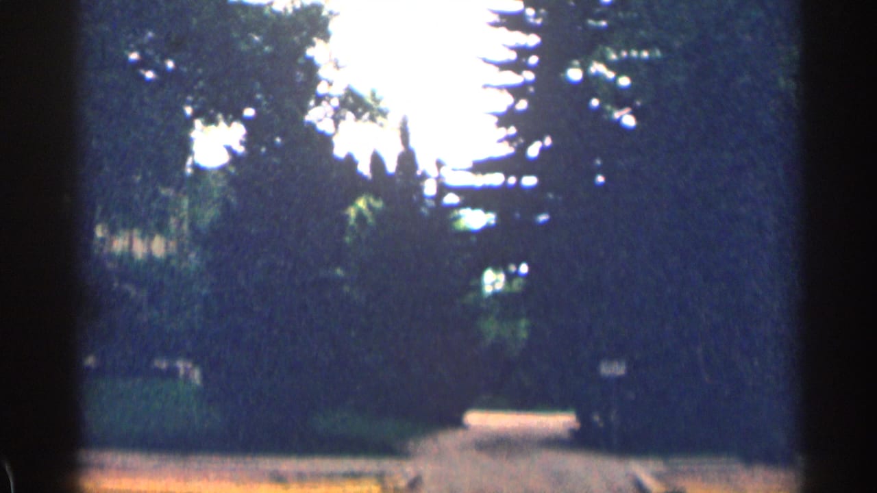 Tree-lined residential view with dense foliage and a path or driveway at the right.