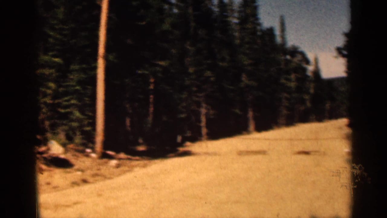 Dirt road curving through tall pine forest with strong sunlight and dark film edges.