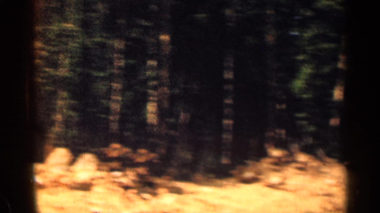 Blurred roadside pine forest with rocks and bright ground beside the road.