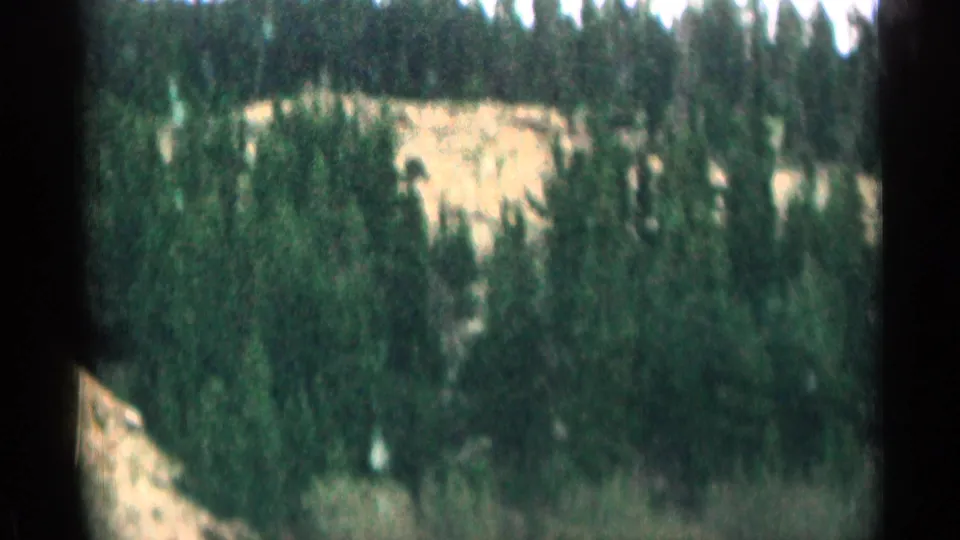 1963 Colorado 8mm frame showing dense pine trees beside a pale mountain slope, with soft focus and dark frame borders.