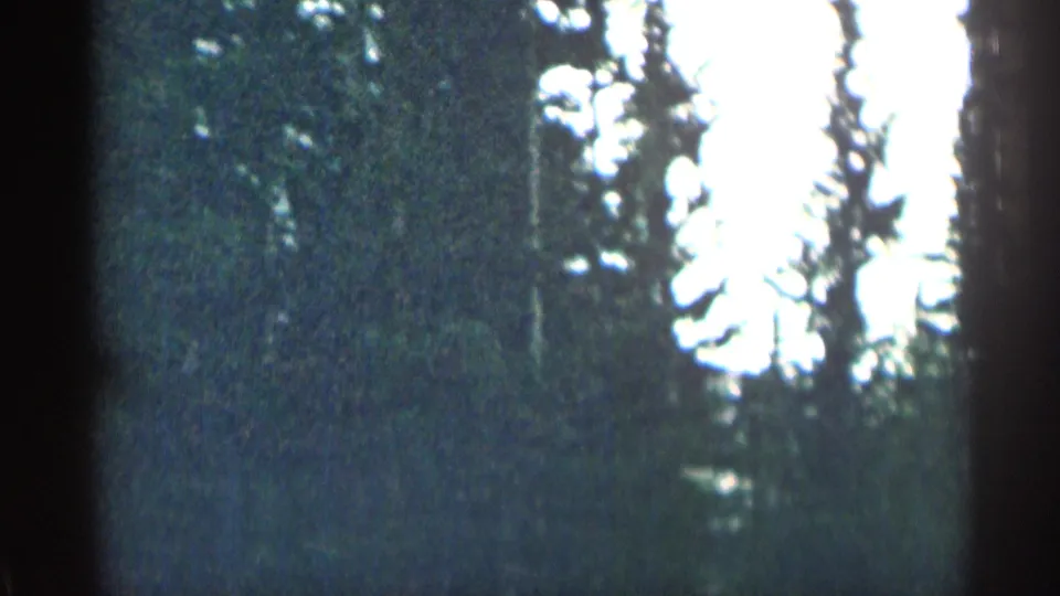 Handheld 8mm view of evergreen trees and bright sky passing during a Colorado road trip.