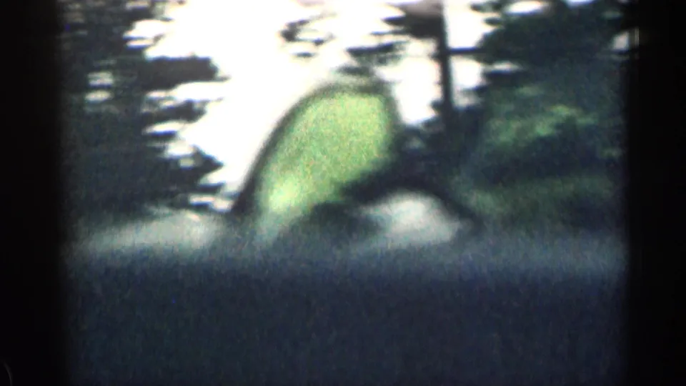 Soft 1963 Colorado 8mm view of trees and foliage rushing past from a moving passenger perspective.