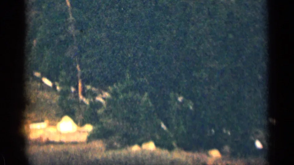Soft 8mm Colorado road-travel frame showing dense trees, dry roadside terrain, and blurred light areas near the shoulder.