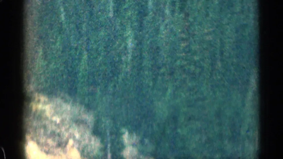 1963 Colorado roadside forest view, softened by motion and 8mm grain during the mountain drive.