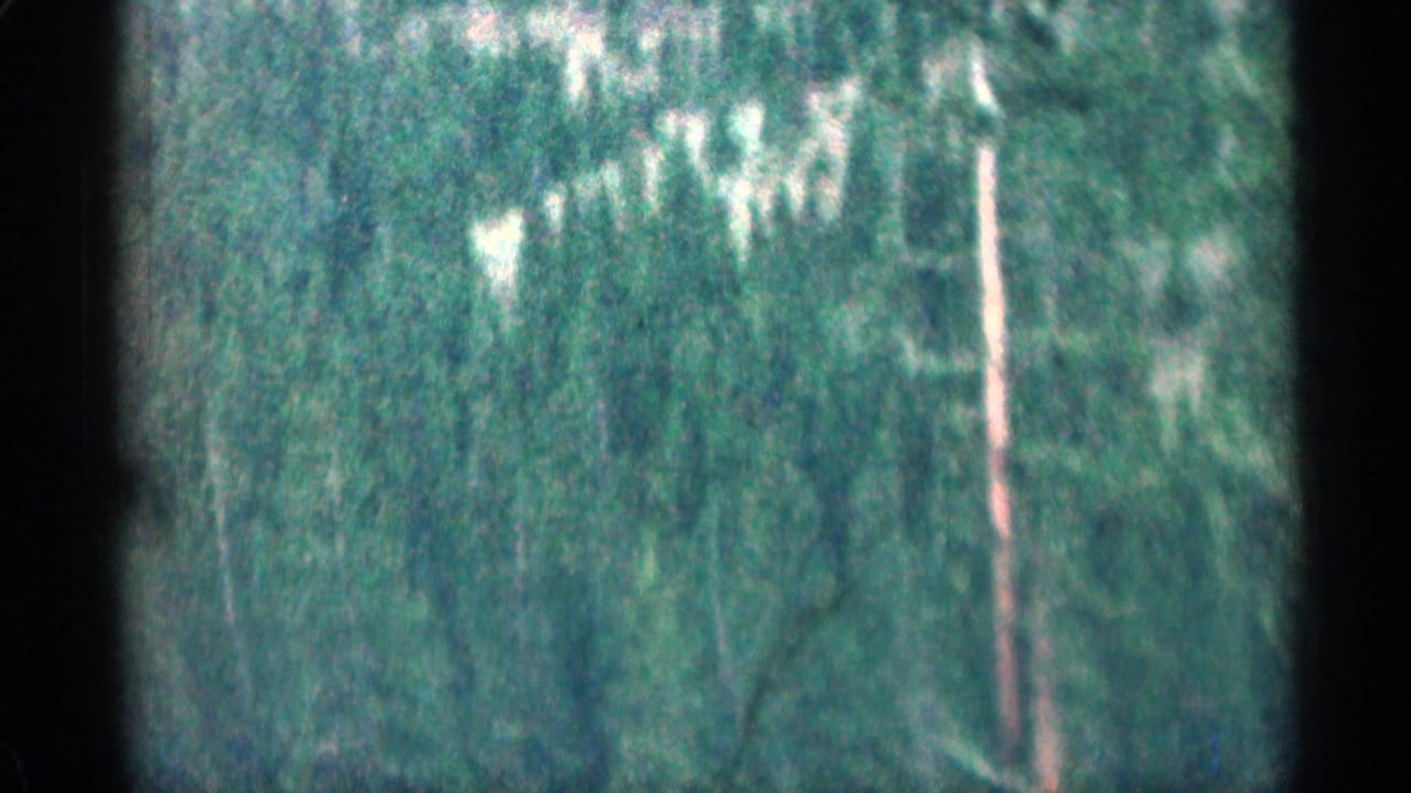 Blurred pine-covered hillside with a pale vertical tree trunk near the right side.