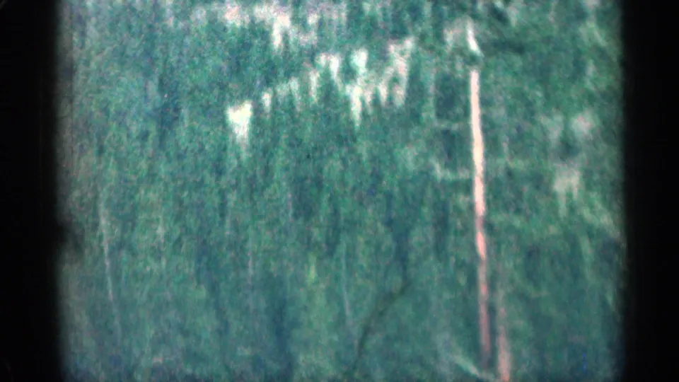 Soft 8mm view of Colorado pine trees and hillside texture during a mountain drive.