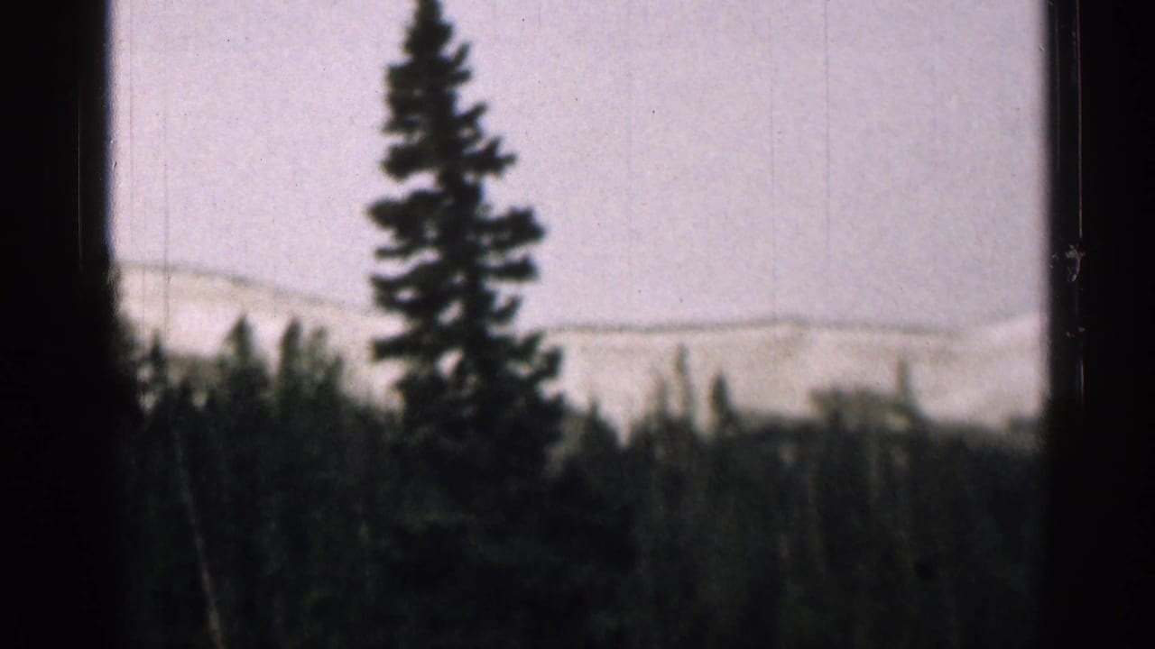 Evergreen tree and distant mountains seen through a dark car window.