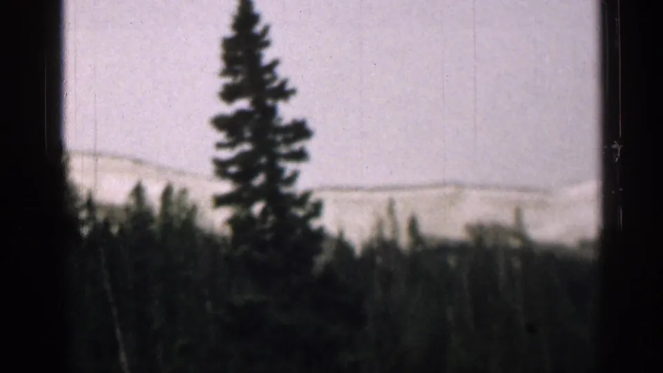 1963 Colorado home-movie view through a car window, showing a tall evergreen, darker roadside trees, and pale distant mountains.