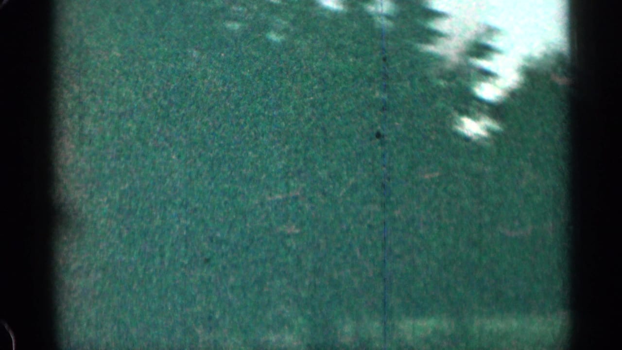 Blurred green trees and roadside brush viewed through a car window.