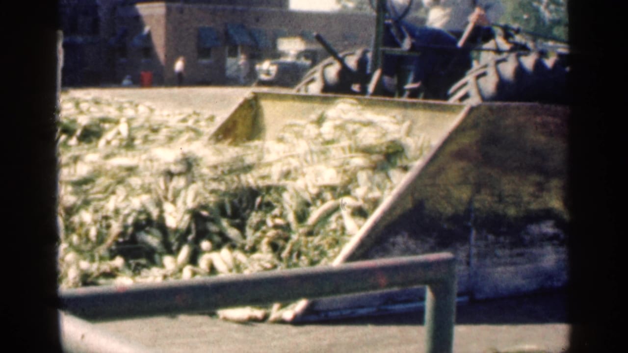 Husked corn piled beside a concrete loading area with angled metal conveyor parts.