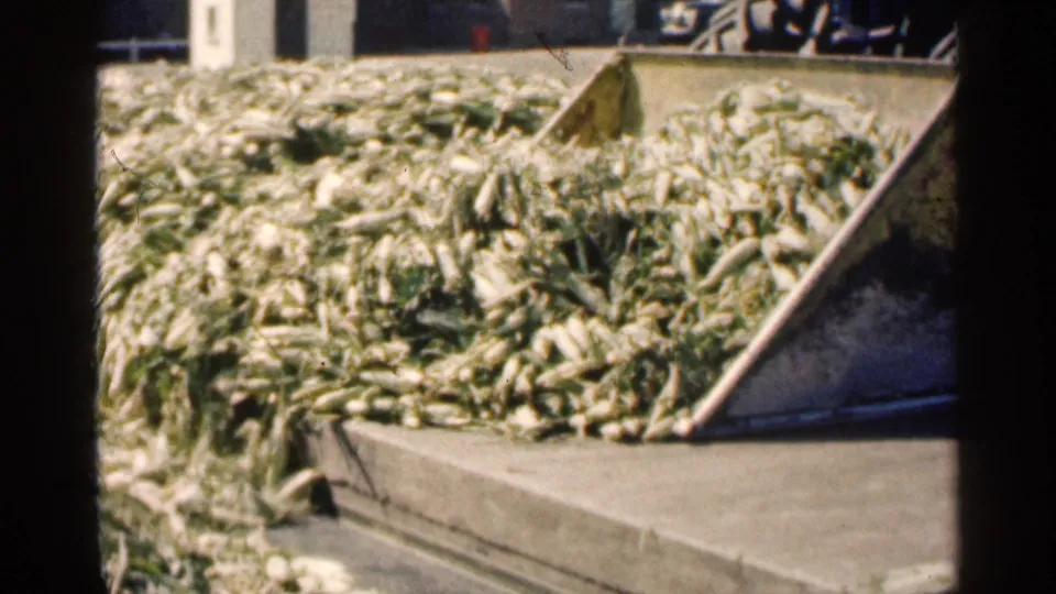Large husked corn pile in the Montgomery processing scene, with an angled metal chute and concrete platform visible.
