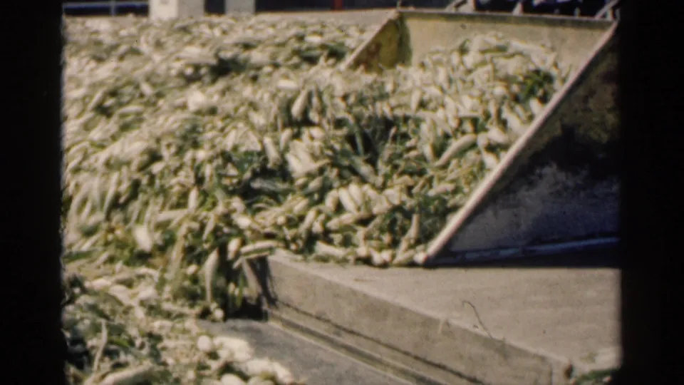 Handheld 8mm view of the corn handling area, with a mound of husked ears beside an angled conveyor or chute.