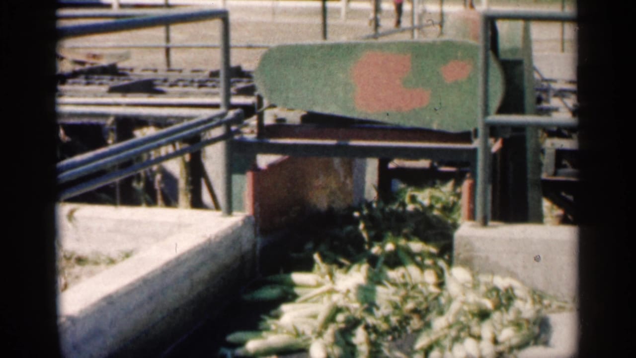 Corn cobs move under green machinery beside concrete edges and metal railings.