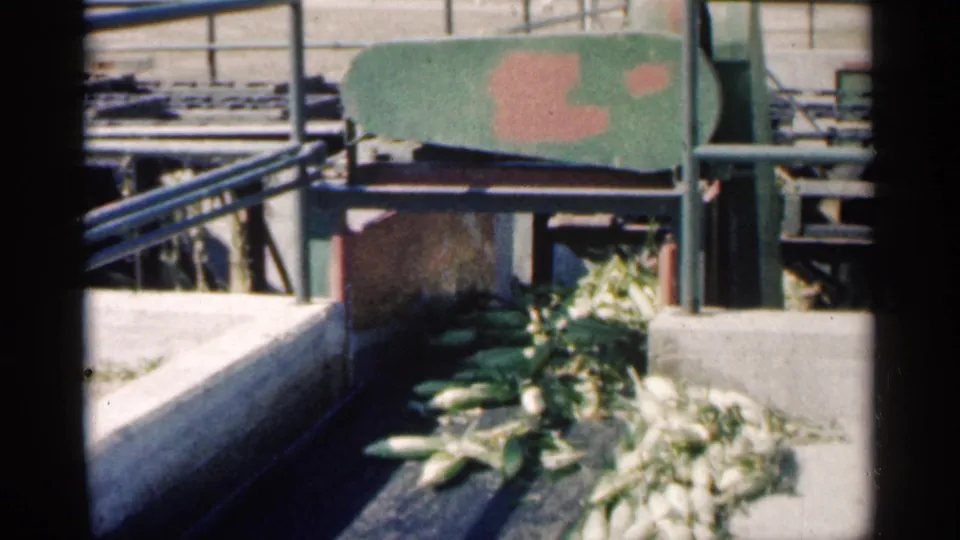 Close 8mm view of harvested corn moving through green conveyor machinery in Montgomery, Minnesota, 1963.