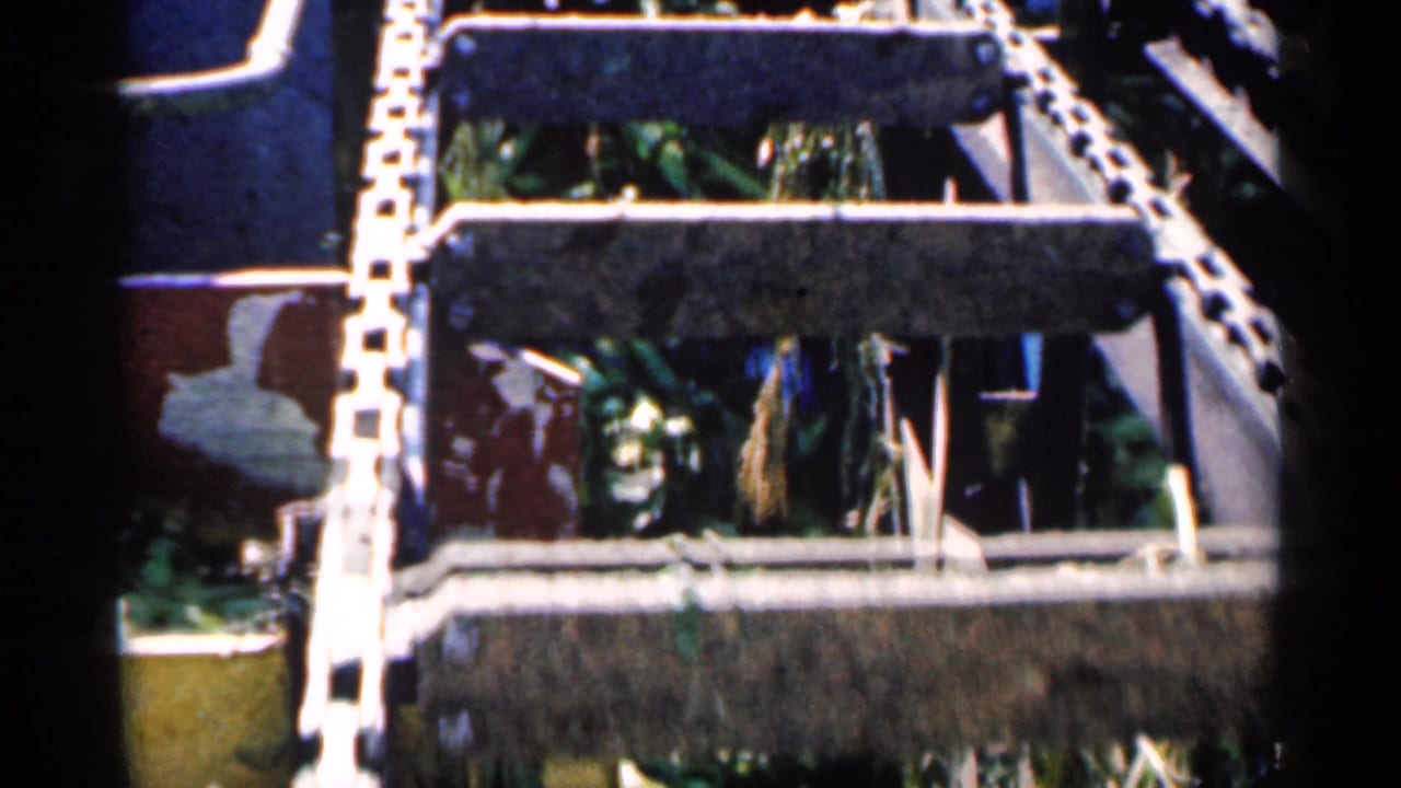 Close view of chain-driven processing machinery with green plant material inside metal compartments.