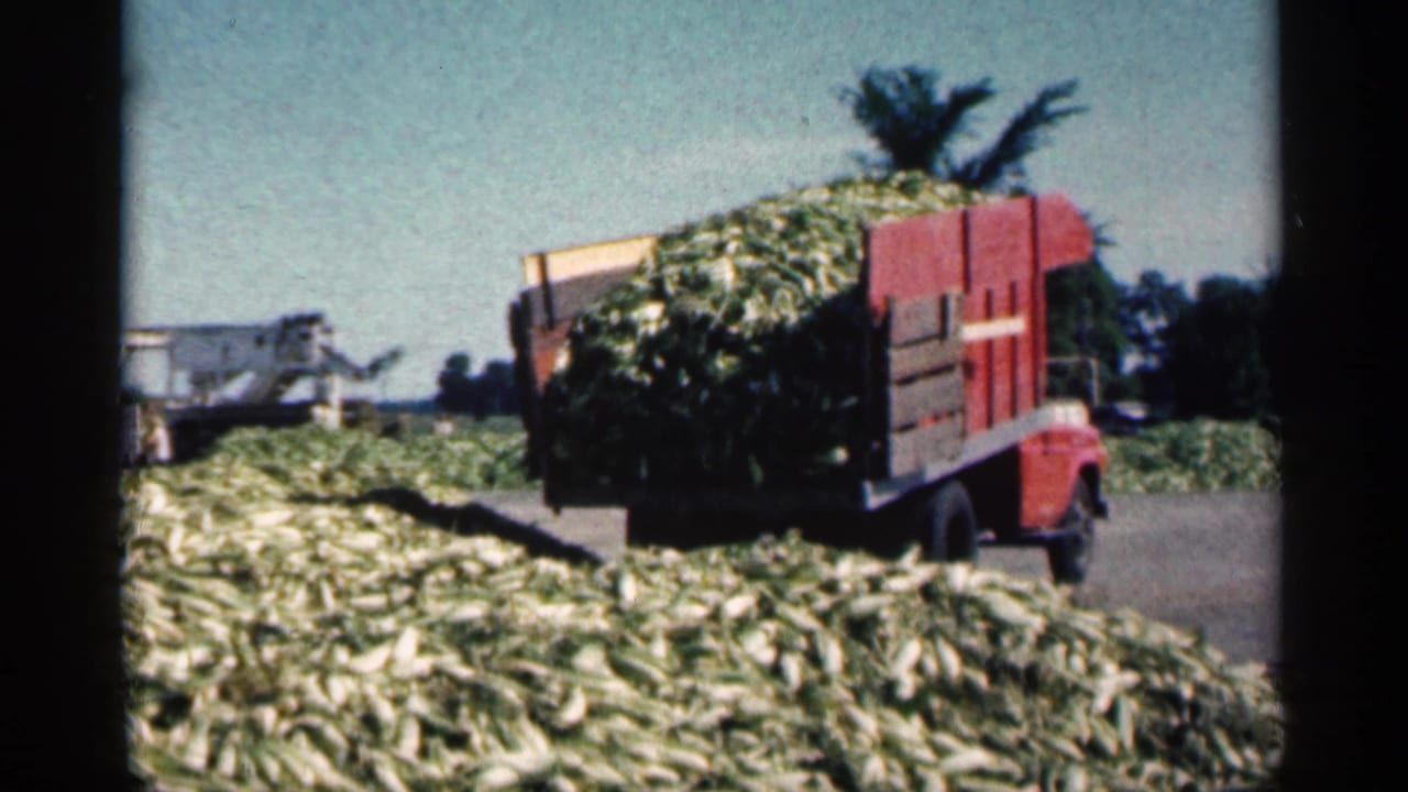 Red dump truck begins unloading cut corn stalks into a field pile.