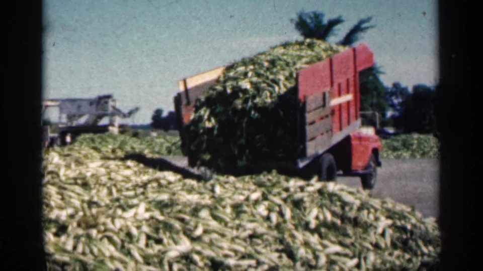 The raised bed of the red farm truck dumps green and pale stalks into a growing field pile in 1963 Minnesota footage.