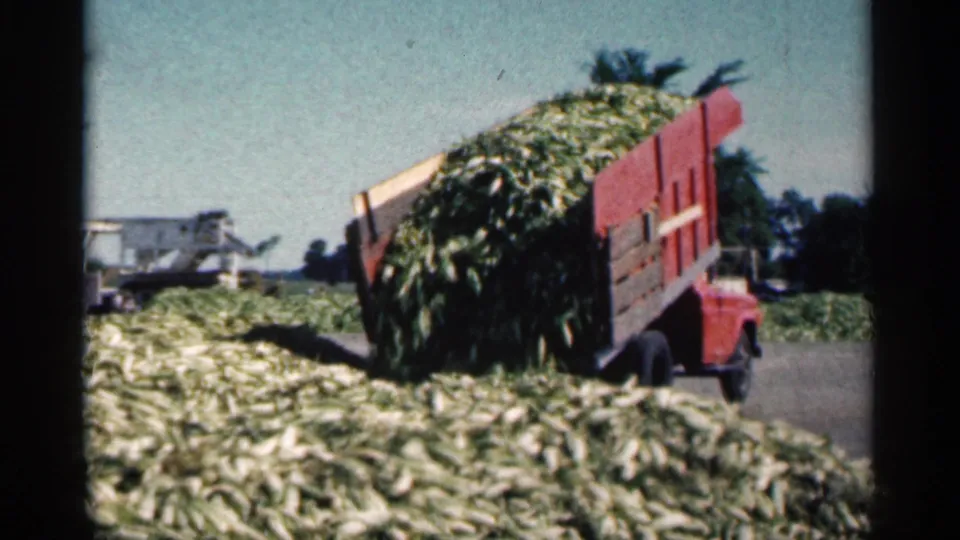 A red dump truck releases a heavy mass of cut stalks onto the field pile, seen through soft 8mm home-movie grain.