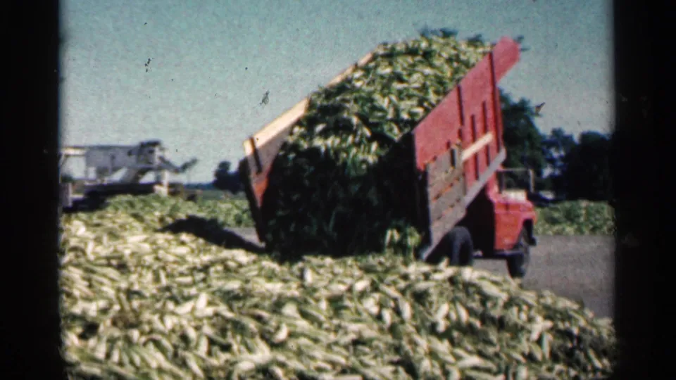 Near the end of the dump, the red truck’s raised bed releases remaining stalks into the rural Minnesota field pile.