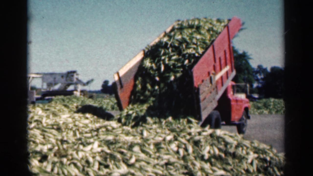 Red dump truck tipping green corn cobs onto a large pile in a sunny farm yard.
