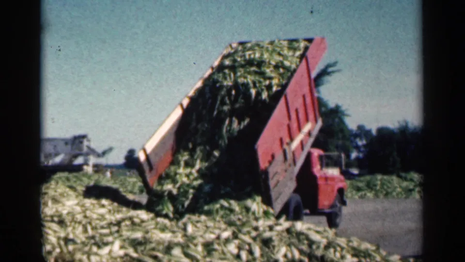 Red dump truck continues unloading corn cobs at a Montgomery, Minnesota harvest site in 1963.