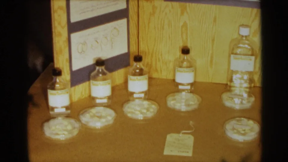 Closer 1963 Texas home-movie view of labeled bottles, petri dishes, beans, and a diagram panel on a bean-growth science project display.