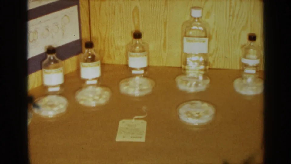 1963 Texas 8mm frame centered on the table materials for a bean-germination school project, including bottles, dishes, beans, and a small tag.