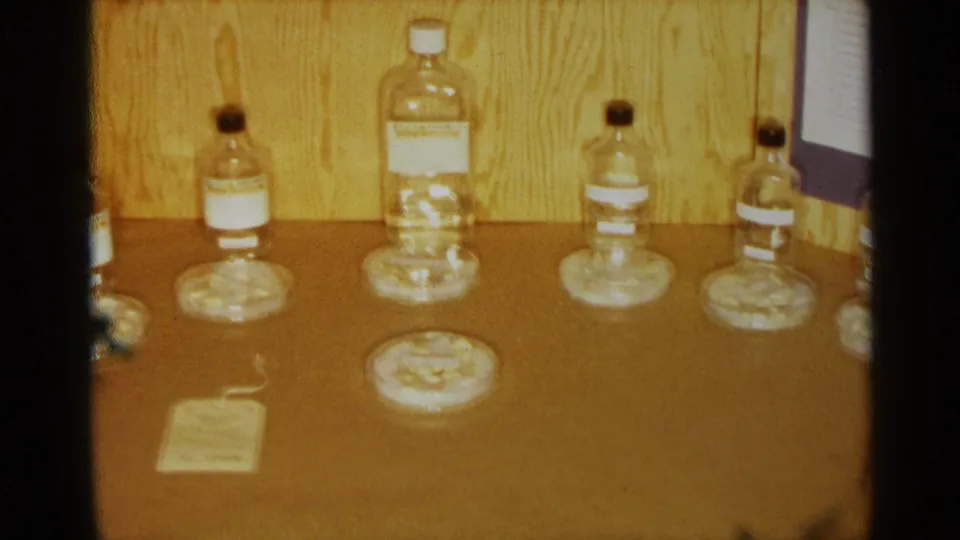 Final 1963 Texas home-movie frame showing bean project bottles and petri dishes lined up against a wooden display board.