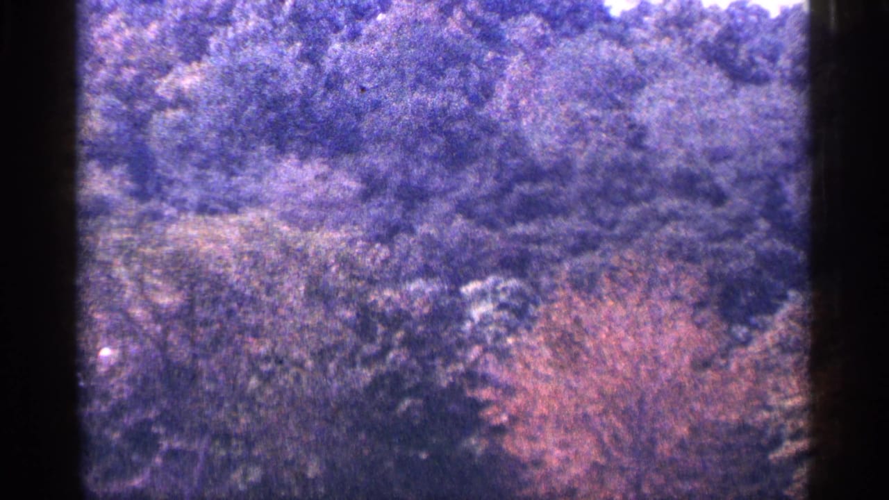 1964 New York City home-movie frame showing a wooded hillside with dense trees, soft focus, and purple-tinted 8mm film color.