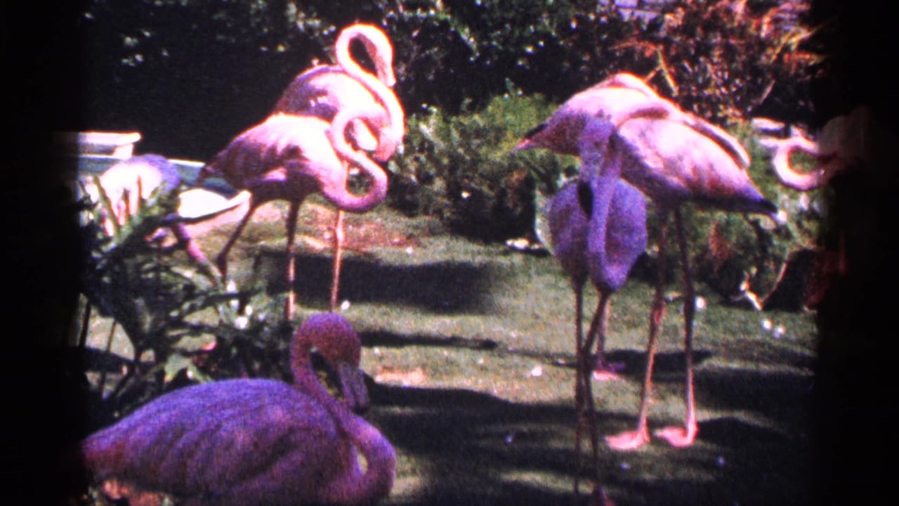 Pink flamingos standing and resting in a sunny landscaped enclosure.