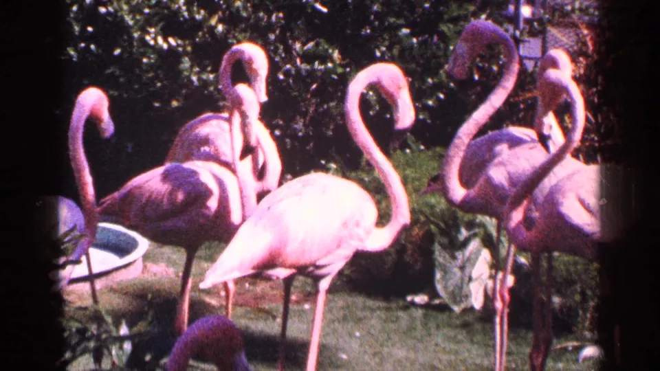 Pink flamingos stand and preen in a sunlit New York City park or zoo enclosure, with foliage and a shallow pool visible.