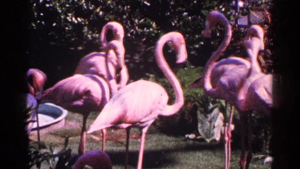 Home-movie frame of multiple pink flamingos in a landscaped New York City enclosure, with bright exposure and heavy film grain.