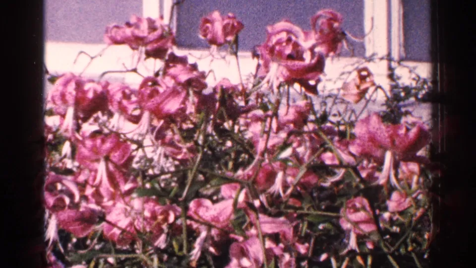 Close view of pink garden blooms and stems, likely within the Brooklyn Botanic Garden footage.