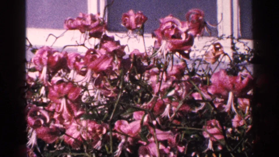 Close-up floral view from the 1964 Brooklyn garden footage, showing pink blooms and tangled stems.